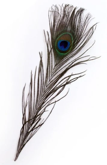 Pauwen Veren 10 Stuks 25-30 Cm 1 Pauwen Veren 10 Stuks 25-30 Cm